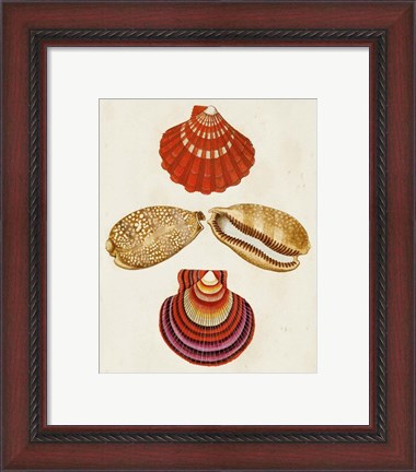 Framed Knorr Shells II Print