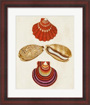 Framed Knorr Shells II Print