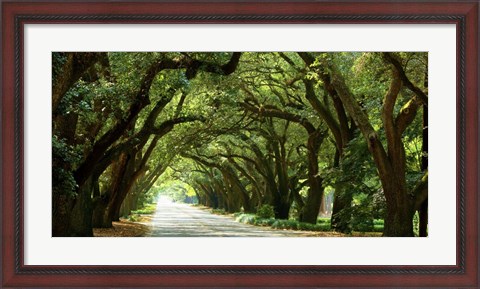 Framed Canopy Road Panorama I Print