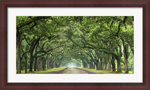 Framed Canopy Road Panorama VI Print