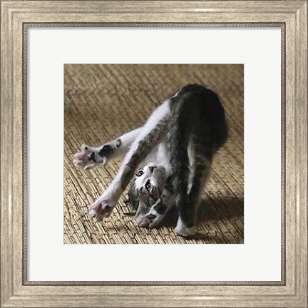 Framed Cat Yoga IV Print