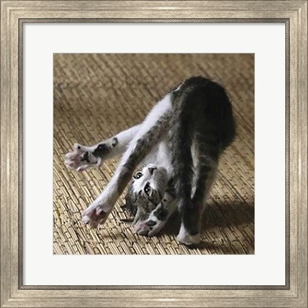 Framed Cat Yoga IV Print