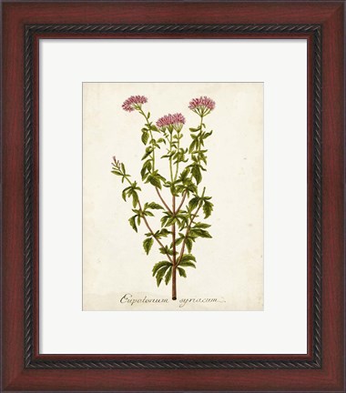 Framed Antique Herb Botanical I Print