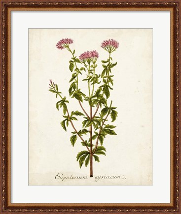 Framed Antique Herb Botanical I Print