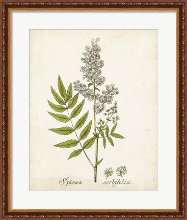 Framed Antique Herb Botanical III Print