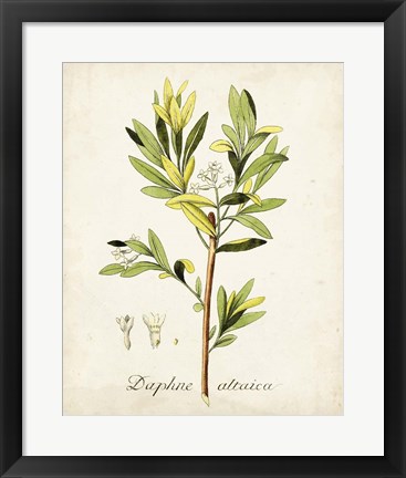 Framed Antique Herb Botanical IV Print