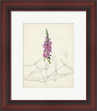 Framed Watercolor Botanical Sketches V Print