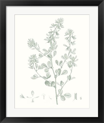 Framed Botanical Study in Sage VIII Print