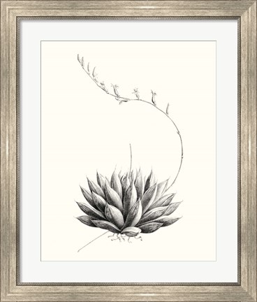 Framed Graphic Succulents IV Print