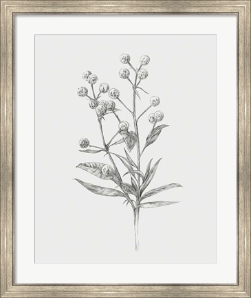 Framed Wild Stem I Print