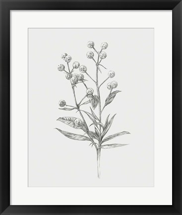 Framed Wild Stem I Print