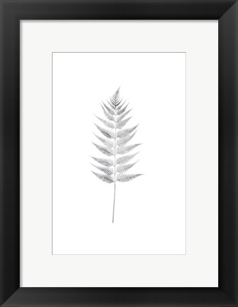 Framed Palm I Print