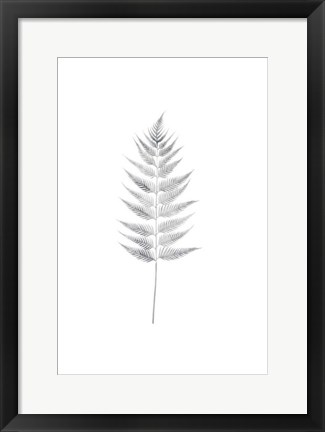 Framed Palm I Print