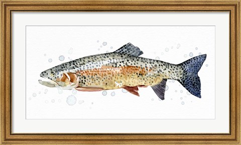 Framed Watercolor Rainbow Trout II Print