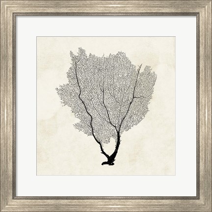 Framed Sea Fan Sketch II Print