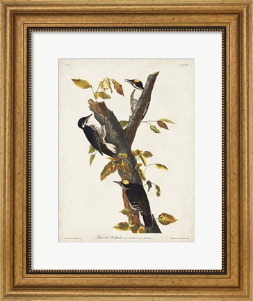 Framed Pl. 132 Three-toed Woodpecker Print