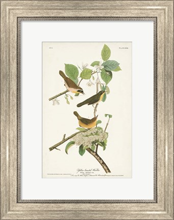 Framed Pl. 23 Yellow-breasted Warbler Print