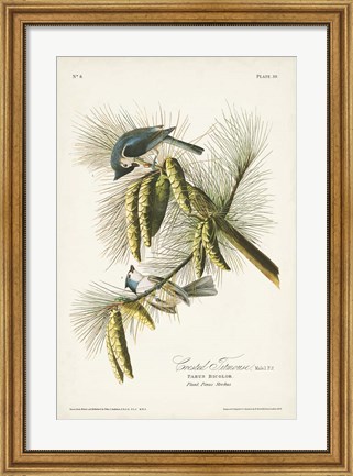 Framed Pl. 39 Crested Titmouse Print