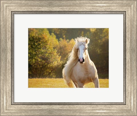 Framed Golden Lit Horse IV Print