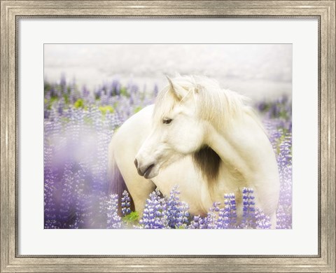 Framed Horse in Lavender III Print