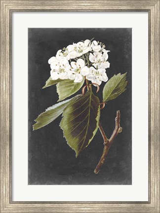 Framed Dramatic White Flowers I Print