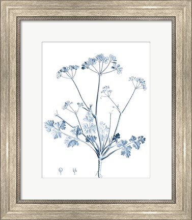 Framed Antique Botanical in Blue IV Print