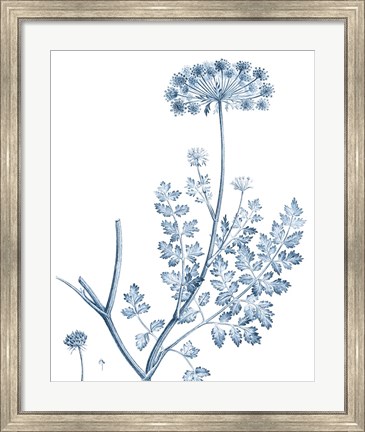 Framed Antique Botanical in Blue V Print