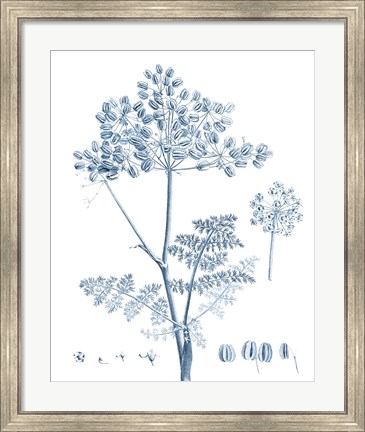 Framed Antique Botanical in Blue VI Print