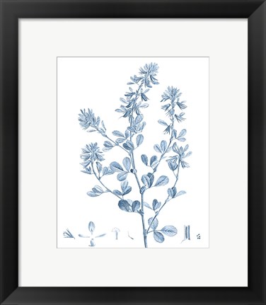 Framed Antique Botanical in Blue VIII Print