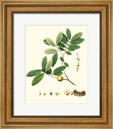 Framed Spring Green Foliage VII Print