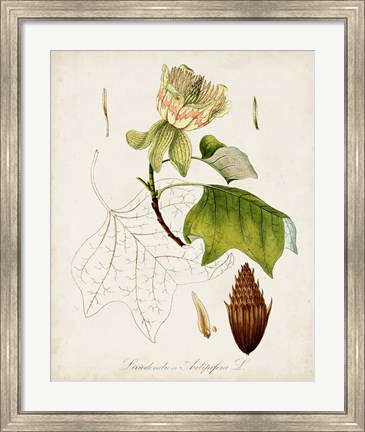 Framed Antique Tree Study IX Print