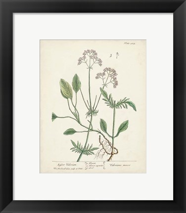 Framed Antique Herbs VI Print