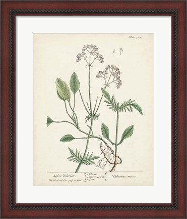 Framed Antique Herbs VI Print