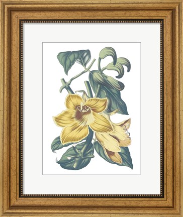 Framed Antique Botanical XVIII Cool Print