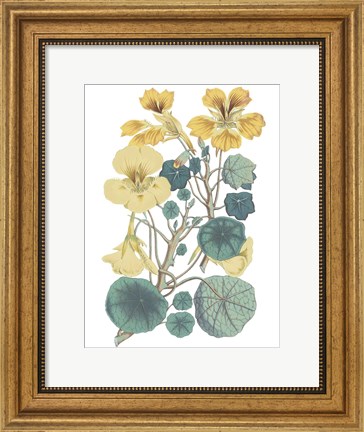 Framed Antique Botanical XVII Cool Print