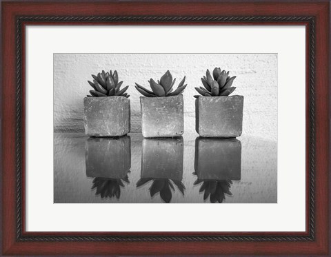 Framed Potted Succulent Print