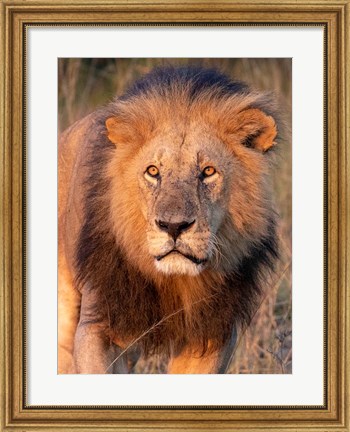 Framed Approaching Lion Print