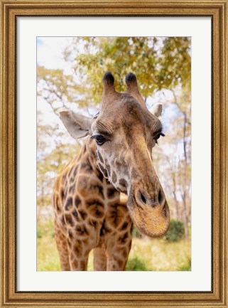 Framed Curious Giraffe Print