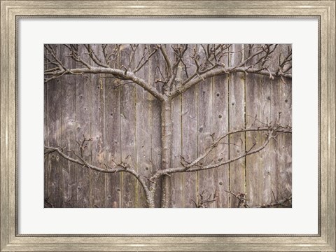 Framed Provincetown Winter Vines, Cape Cod Print