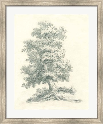 Framed Tree Study II Print