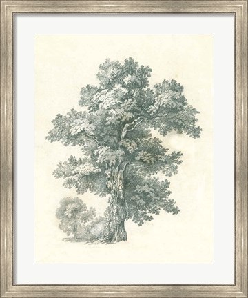 Framed Tree Study I Print