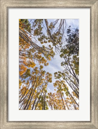 Framed Walton Trees In Autumn Print