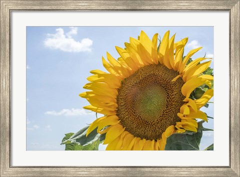 Framed Sunflowers Blooming Near Lavender Fields Print