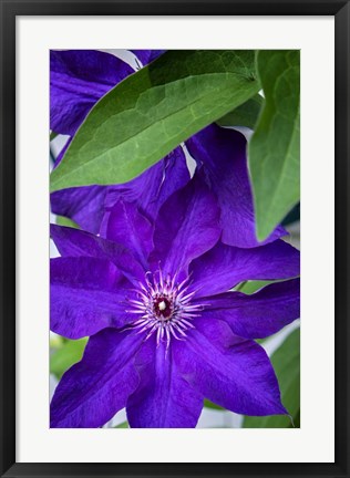 Framed Purple Clematis Print