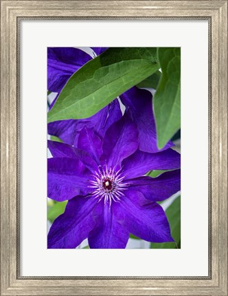 Framed Purple Clematis Print