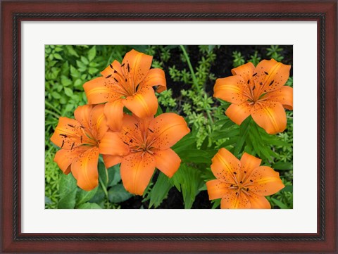 Framed Orange Tiger Lily Print