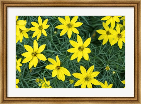 Framed Coreopsis Print