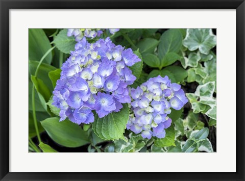 Framed Purple Mophead Hydrangea Print