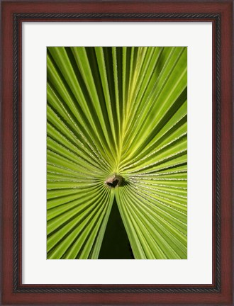 Framed Fan Palm Print