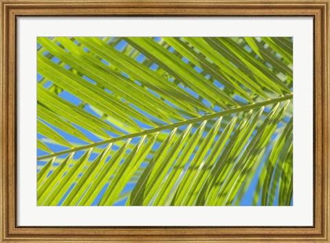 Framed Areca Palm Print